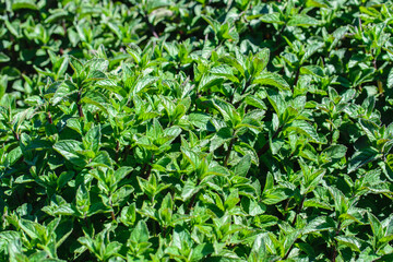 Mint leaf texture close up, pattern of green mint leaves. Freshness organic background.