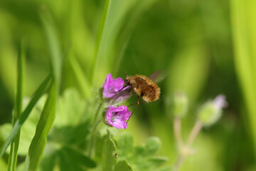 Bombyle (Bombylius major)
Bombylius major in its natural element
