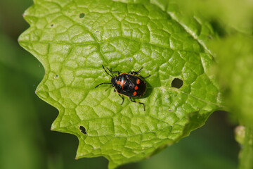 Punaise ornée --- Punaise rouge du chou (Eurydema ornata)
Eurydema ornata in its natural element
