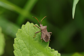Corée marginée --- Punaise brune (Coreus marginatus)
Coreus marginatus in its natural element
