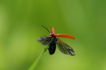 Pyrochre à tête rouge --- Cardinal à tête rouge (Pyrochroa serraticornis)
Pyrochroa serraticornis in its natural element

