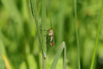 Mouche scorpion (Panorpa germanica)
Panorpa germanica in its natural element
