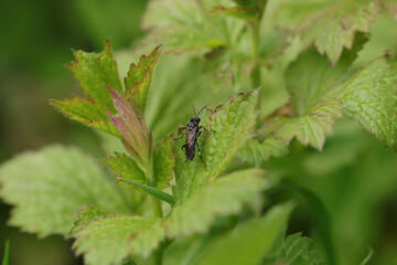 Macrophya albicincta/alboannulata
Macrophya albicincta/alboannulata in its natural element
