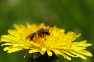 Andr&egrave;ne cul-rouille (Andrena haemorrhoa)
Andrena haemorrhoa in its natural element
