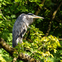 Fototapeta premium Grey heron, Ardea cinerea, sitting on a branch in a tree and looking around