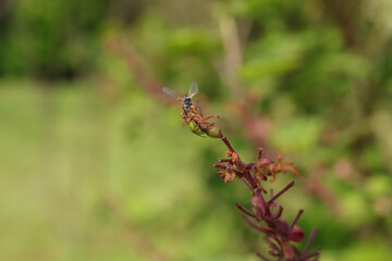 Epeire concombre (Araniella cucurbitina)
Araniella cucurbitina in its natural element
