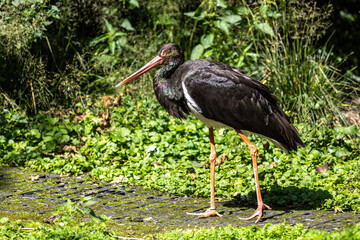 Black stork, Ciconia nigra in a german nature park