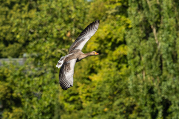 Fototapeta premium The flying greylag goose, Anser anser is a species of large goose