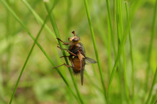Tachinaire h&eacute;rissonne (Tachina fera)
Tachina fera on an unidentified flower or plant
