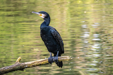 The great cormorant, Phalacrocorax carbo sitting on a branch