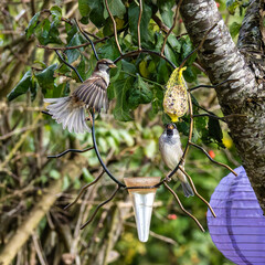 House sparrow bird, Passer domesticus perched on bird feeder containing birdseed.
