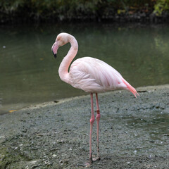 The American flamingo, Phoenicopterus ruber is a large species of flamingo