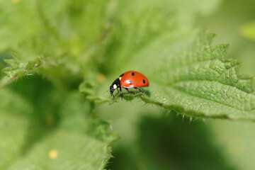 Coccinelle à Sept Points (Coccinella septempunctata)
Coccinella septempunctata on an unidentified flower or plant
