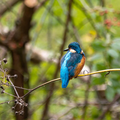 Common kingfisher, Alcedo atthis sitting on a beautiful branch above the river waiting for a fish