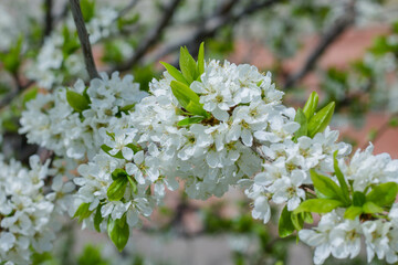 Blossoming branch of cherry in spring. White flowers on a tree branch.