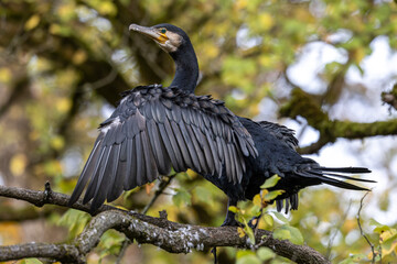 The great cormorant, Phalacrocorax carbo sitting on a branch
