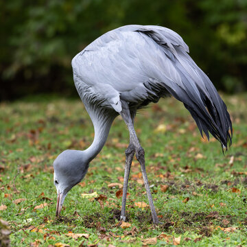 The Blue Crane, Grus paradisea, is an endangered bird