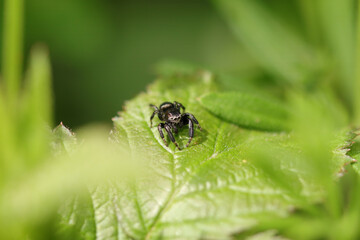 Saltique noire (Evarcha arcuata)
Evarcha arcuata in its natural element

