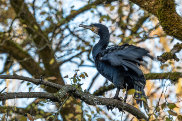 The great cormorant, Phalacrocorax carbo sitting on a branch