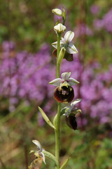 Ophrys bourdon (Ophrys fuciflora)
Ophrys fuciflora in flower
