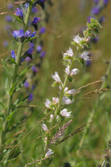 Vipérine commune (Echium vulgare)
Echium vulgare in flower
