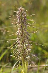 Orchis bouc (Himantoglossum hircinum)
Himantoglossum hircinum in flower
