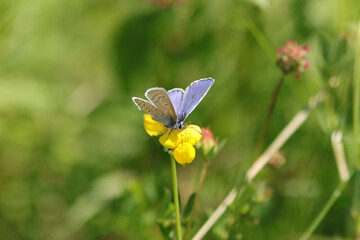 Argus bleu --- Azuré commun (Polyommatus icarus)
Polyommatus icarus on an unidentified flower or plant
