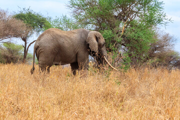 Fototapeta premium African elephant in Tarangire National Park, Tanzania