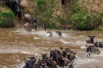 Wildebeest crossing the Mara river in Serengeti national park, Tanzania. Great migration
