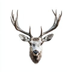 close up of a deer head with large antlers on a white background