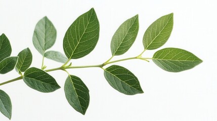 Fototapeta premium a close up of green leaves on a branch