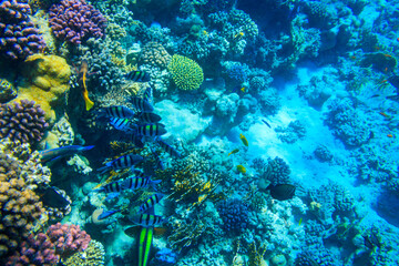 Different tropical fish at coral reef in the Red sea in Ras Mohammed national park, Sinai peninsula in Egypt