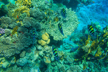 Indo-Pacific sergeant (Abudefduf vaigiensis), also  known as the Sergeant major on coral reef in the Red sea. School of fish undersea