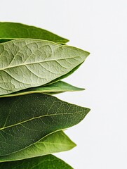 Obraz premium Close-up of vibrant green leaves, isolated on white background.