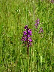 Fiore di campo viola in mezzo ad erba.