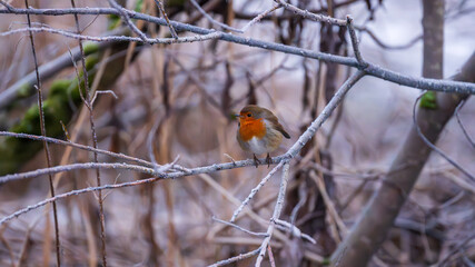 European robin perched on frosty branches in Castle Semple Country Park, Scotland, UK, captured on 2025-01-11. A serene winter scene.