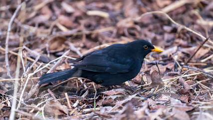 Male blackbird on forest floor surrounded by leaves in Castle Semple Country Park, Scotland, UK, taken on 2025-01-11. A detailed wildlife moment.