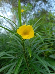 Yellow Thevetia Peruviana Flower in Full Bloom