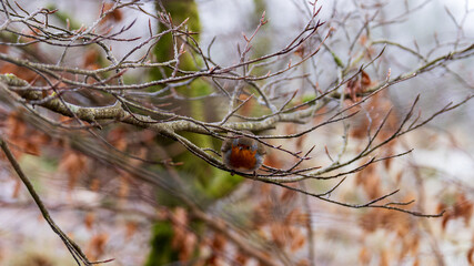 European robin sitting on frosted branches in Castle Semple Country Park, Scotland, UK, taken on 2025-01-11. A peaceful winter setting.