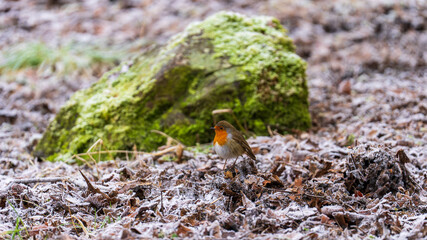 European robin on frosty leaves near moss in Castle Semple Country Park, Scotland, UK, photographed on 2025-01-11. A vibrant winter capture.