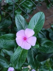 Madagascar Periwinkle Bloom Close-Up