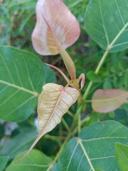 Sacred Fig Tree – Symbol of Wisdom and Spirituality
