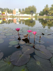 Beautiful Pink Lotus Flowers Blooming in a Serene Lake