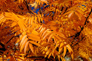 orange leafs in the autumn