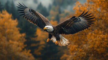 Obraz premium Bald eagle soaring, autumn forest background, wildlife photography