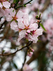 Blooming buds on tree branches close-up, spring motif, detailing, nature of France, Europe