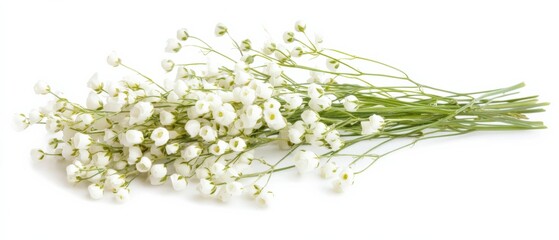 Obraz premium a sprig of delicate white flowers