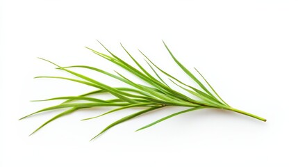 Naklejka premium a green plant branch isolated on a white background