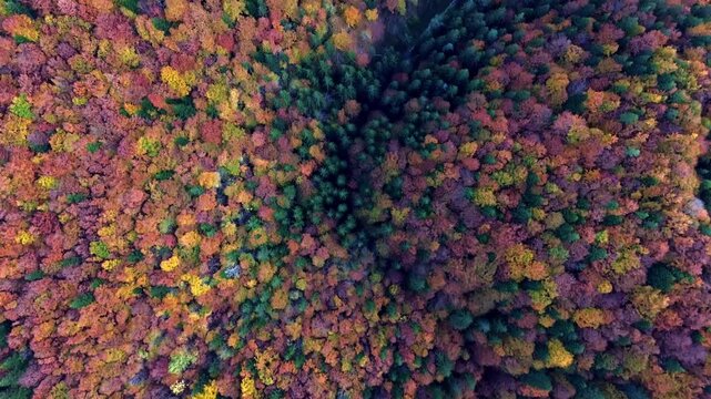 aerial view from a drone, autumn trees in the fore