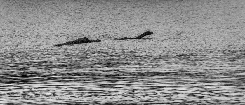 Log in the lake looks like the Loch Ness monster